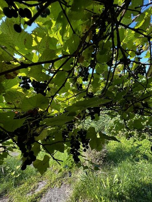 Działka w Centrum ROD Obrońca z placem zabaw