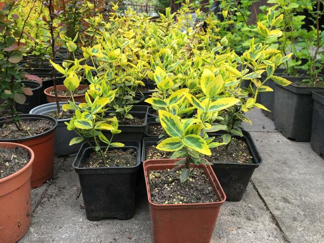 Sadzonki berberysów i inne...