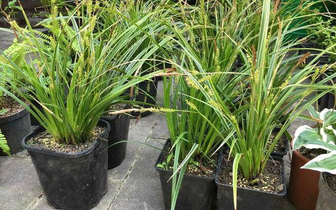 Sadzonki berberysów i inne...