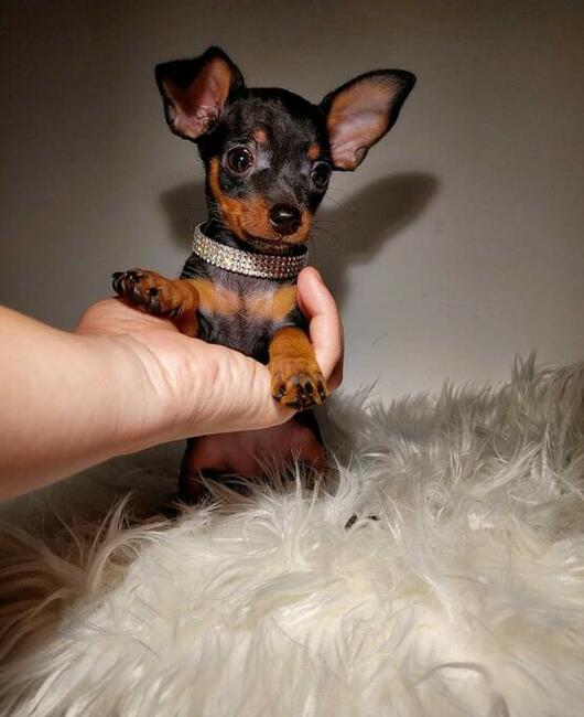 Praski Ratler - Ratlerek mniejszy od pinczer miniaturowy