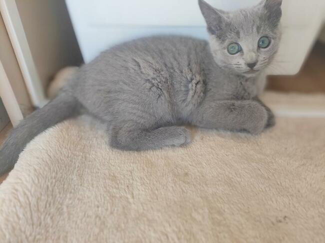 Kotka rosyjska niebieska