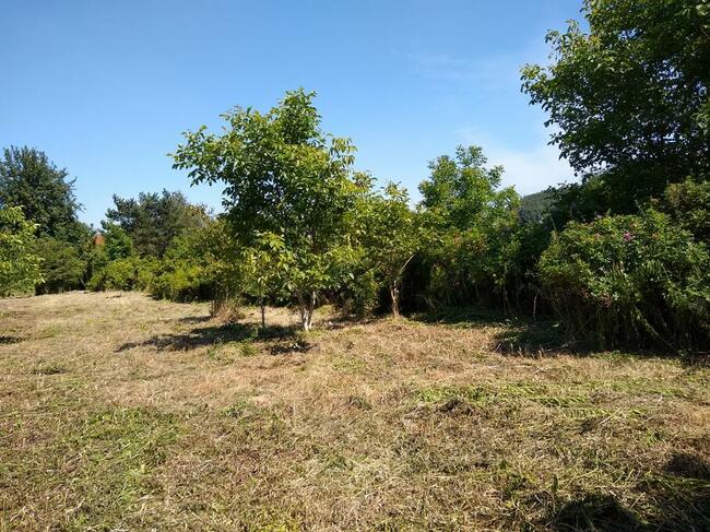 Koszenie trawy , kosiarka bijakowa ,rębak mielarka