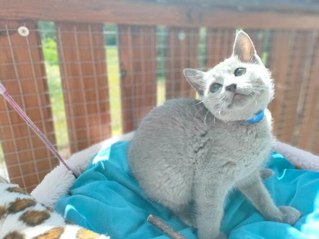 Kotka rosyjska niebieska