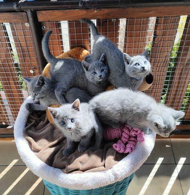 Kotka rosyjska niebieska