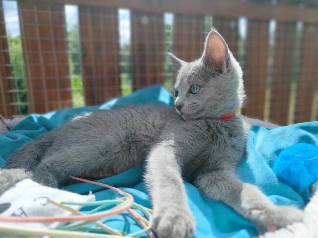 Kotka rosyjska niebieska