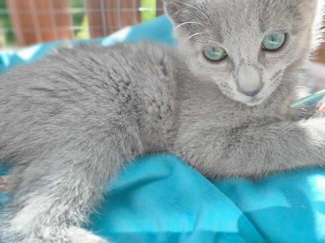 Kotka rosyjska niebieska