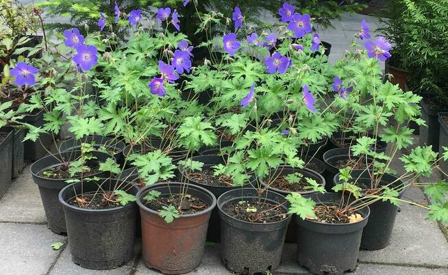 Sadzonki berberysów i inne...