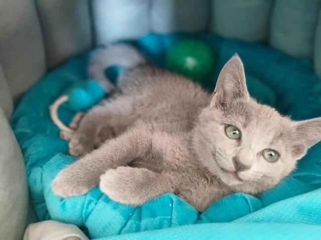 Kotka rosyjska niebieska