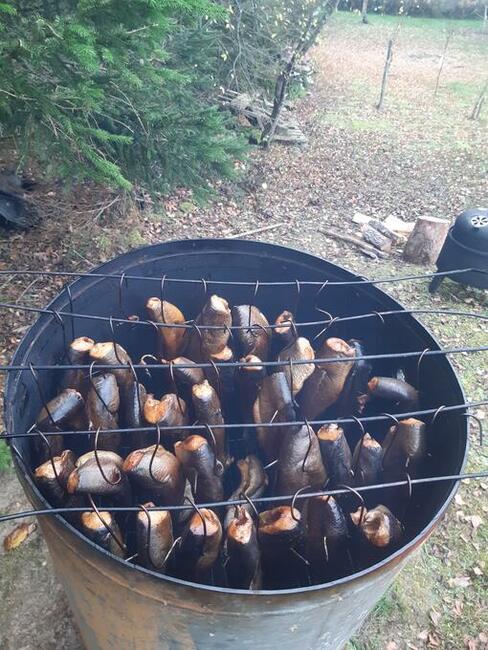 Sprzedam ryby pstragi