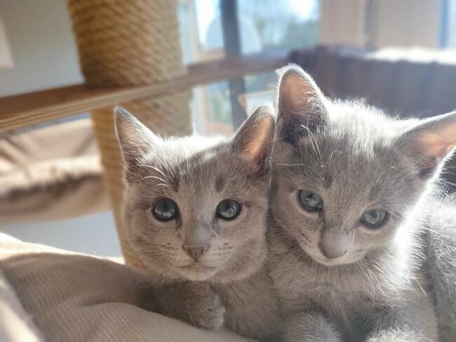 Kotka rosyjska niebieska