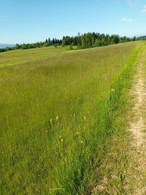 Działka rolna Odrowąż
