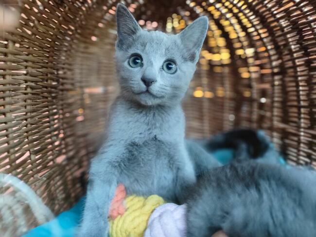 Kotka rosyjska niebieska