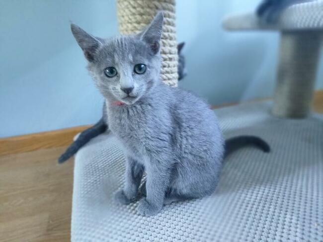 Kotka rosyjska niebieska