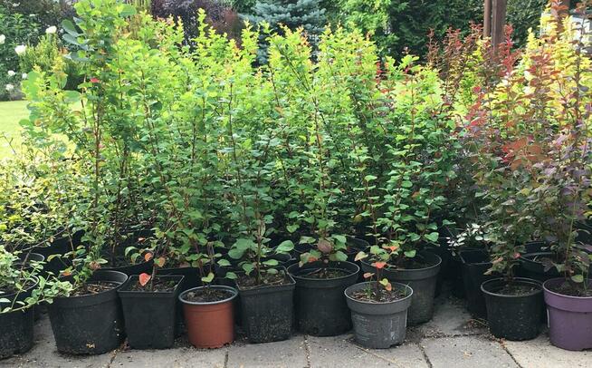 Sadzonki berberysów i inne...