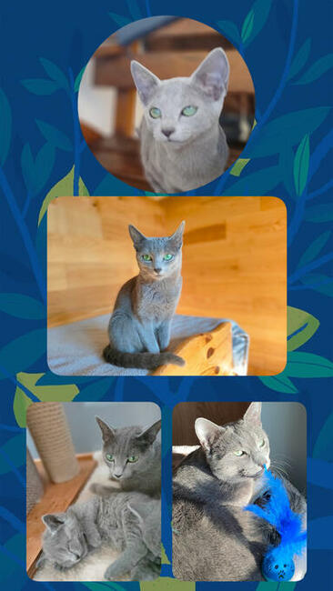 Kotka rosyjska niebieska