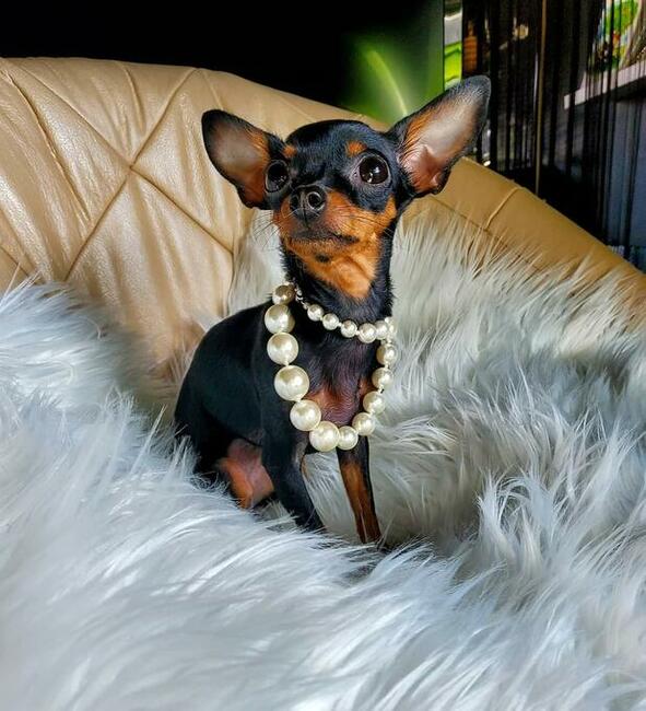 Ratlerek mama 1,8 kg tata 1,6 kg Prazsky Krysarik