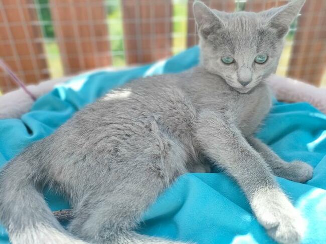 Kotka rosyjska niebieska