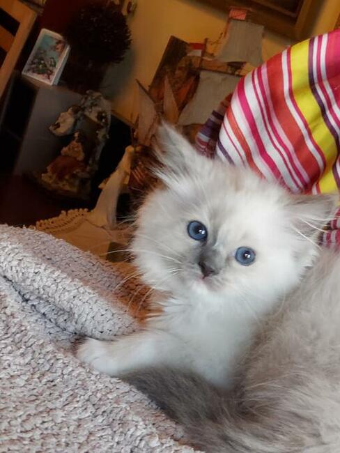 Ragdoll kotki i Kocurki są wolne do wyboru