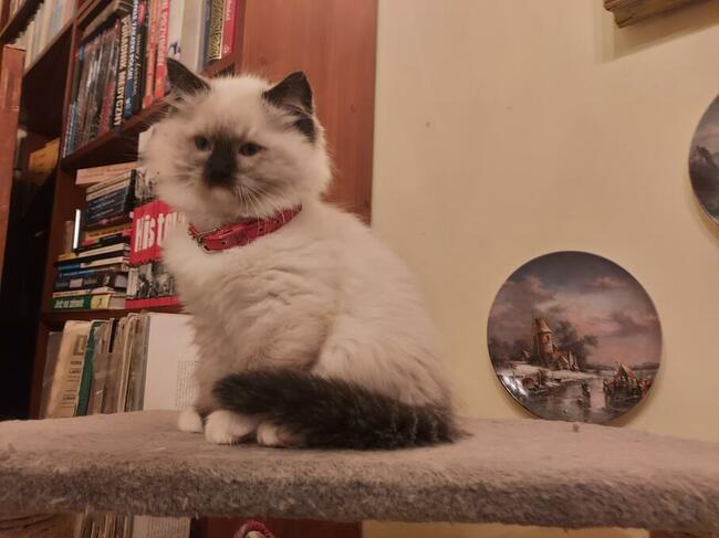 Ragdolle kocurki do rezerwacji 23.05 odbiór