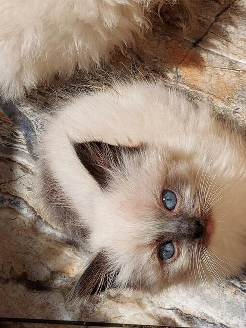 Ragdoll kotki i Kocurki są wolne do wyboru