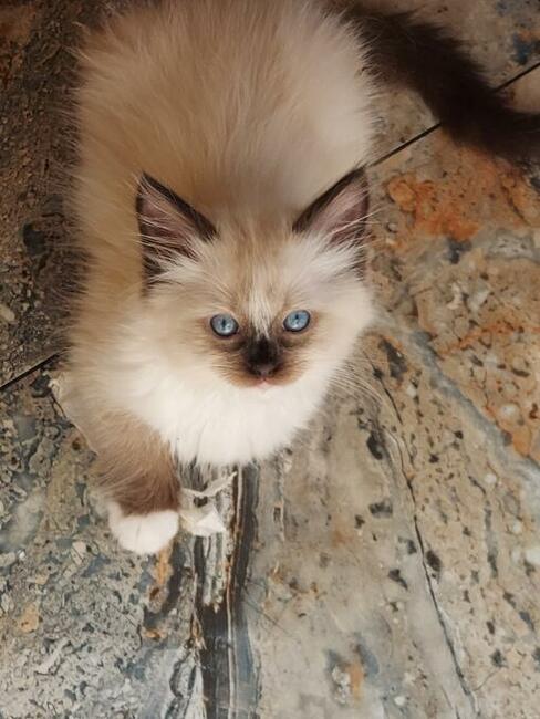 Ragdoll WCF/PZF -rodowód/badania genetyczne- odbiór