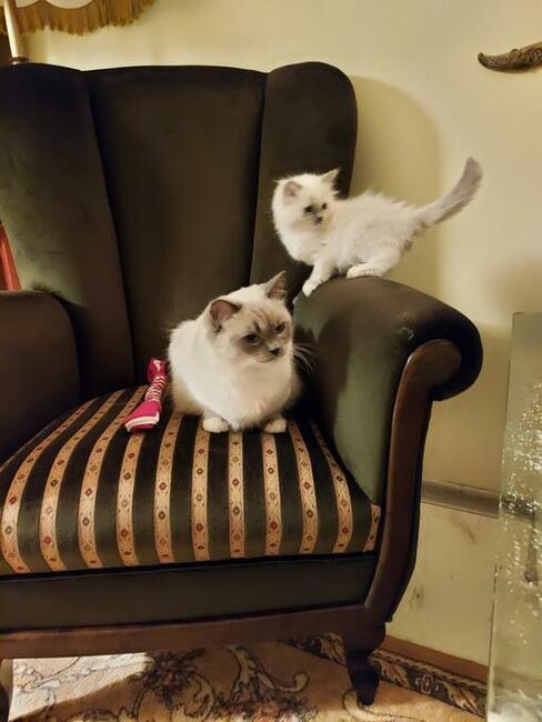 Ragdoll kotki i Kocurki są wolne do wyboru