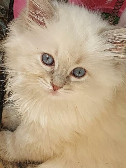 Ragdoll kotki i Kocurki są wolne do wyboru