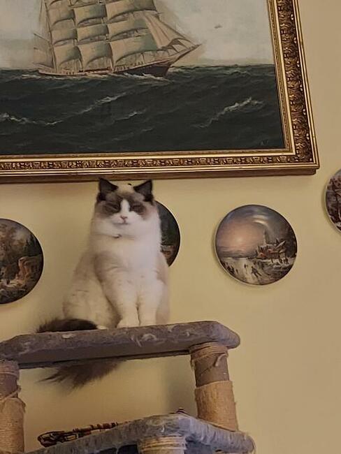 Ragdoll kotki i Kocurki są wolne do wyboru