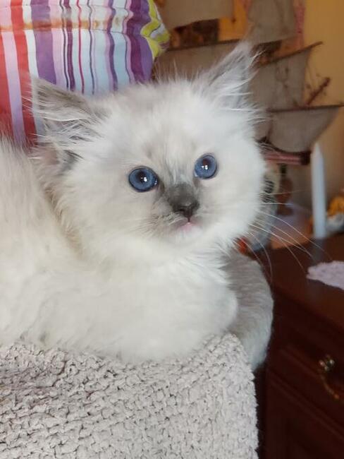 Ragdoll kotki i Kocurki są wolne do wyboru