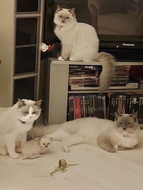 Ragdoll kotki i Kocurki są wolne do wyboru