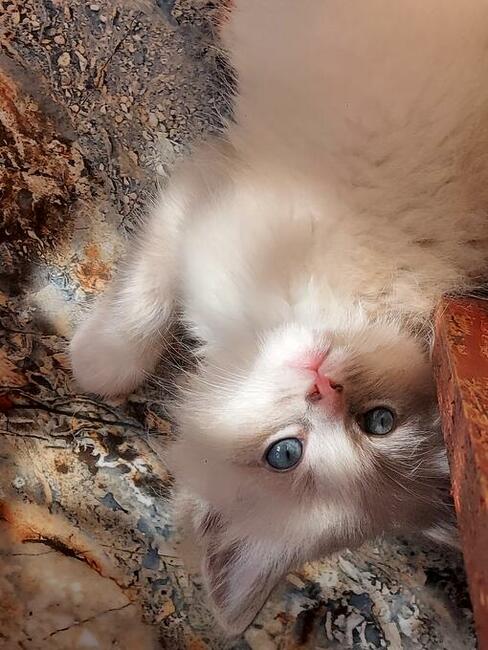 Ragdoll kotki i Kocurki są wolne do wyboru