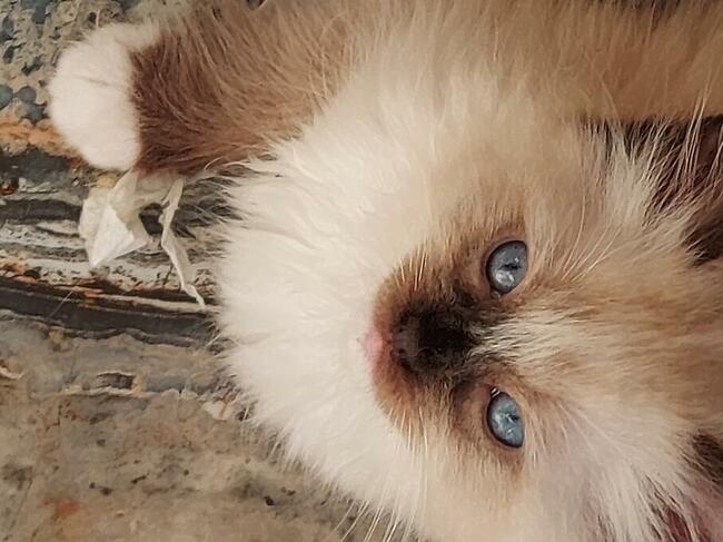 Ragdoll WCF/PZF -rodowód/badania genetyczne- odbiór