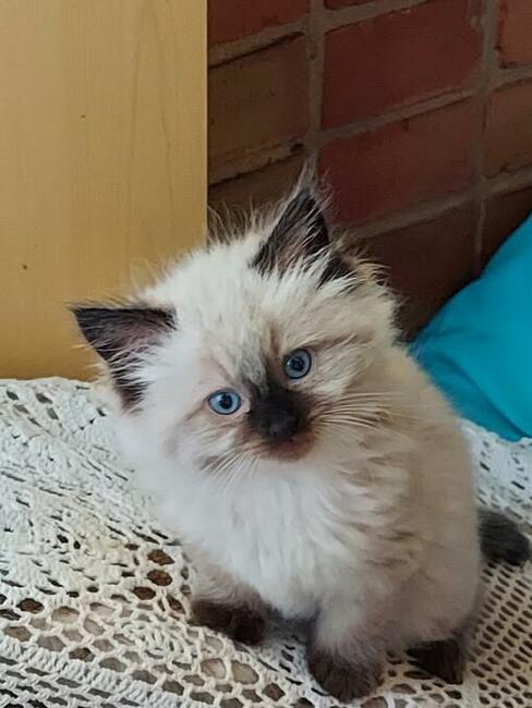 Ragdolle kocurki do rezerwacji 23.05 odbiór
