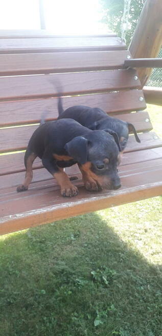 Pinczer miniaturowy ratlerek