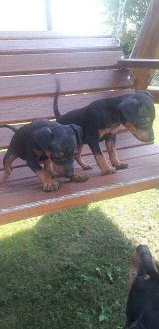 Pinczer miniaturowy ratlerek