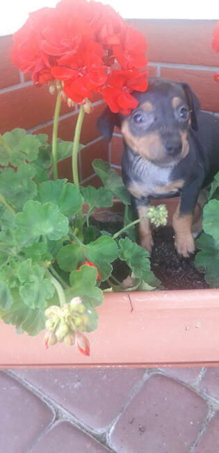 Pinczer miniaturowy ratlerek