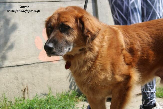 Ginger - miodowy pies