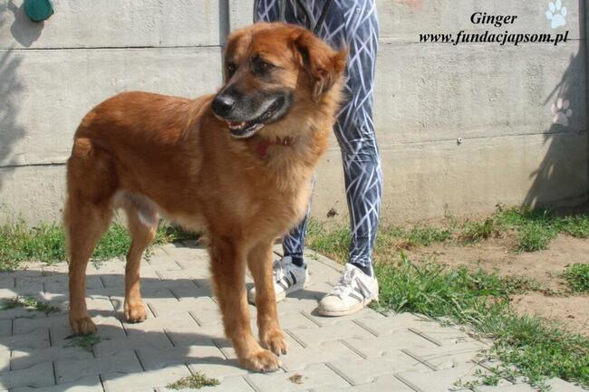 Ginger - miodowy pies