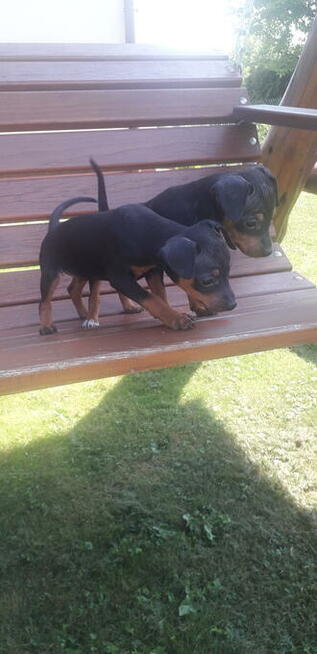 Pinczer miniaturowy ratlerek