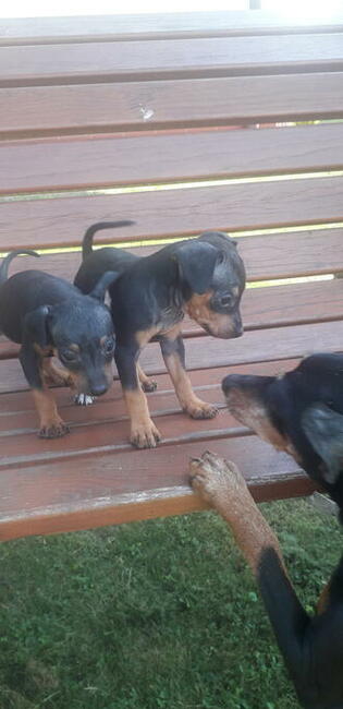 Pinczer miniaturowy ratlerek