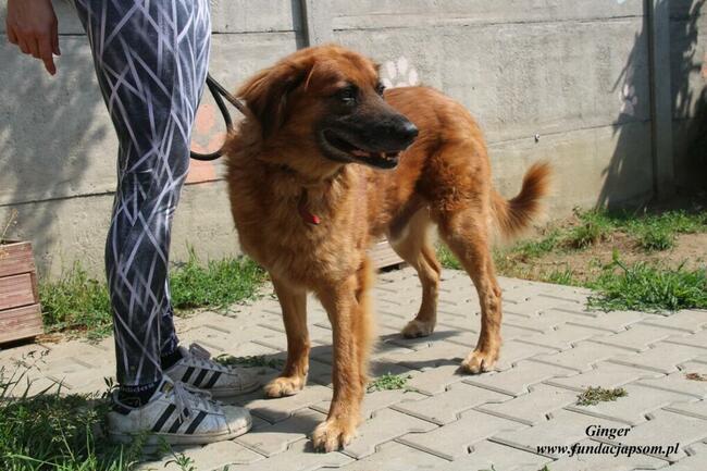 Ginger - miodowy pies