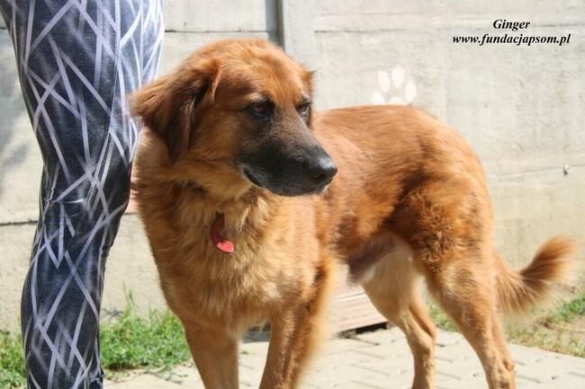 Ginger - miodowy pies