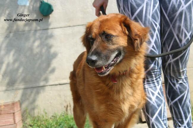 Ginger - miodowy pies