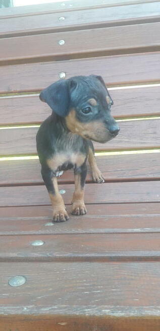 Pinczer miniaturowy ratlerek