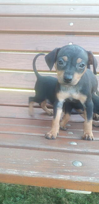 Pinczer miniaturowy ratlerek