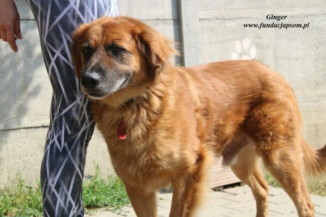 Ginger - miodowy pies