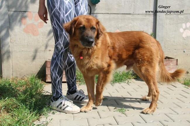 Ginger - miodowy pies