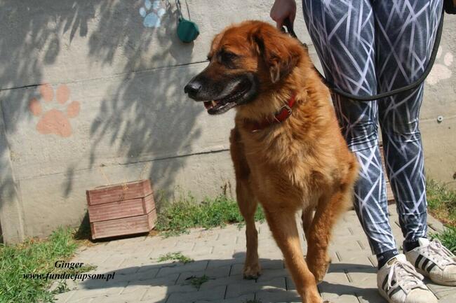 Ginger - miodowy pies