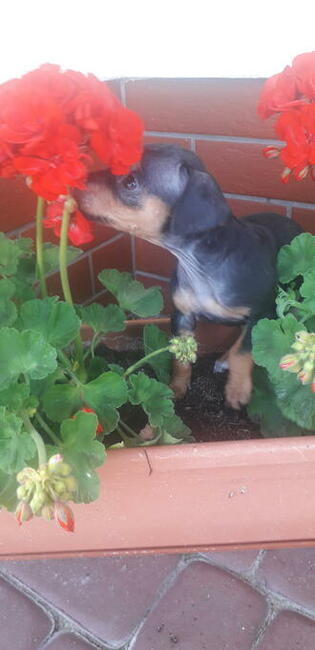 Pinczer miniaturowy ratlerek