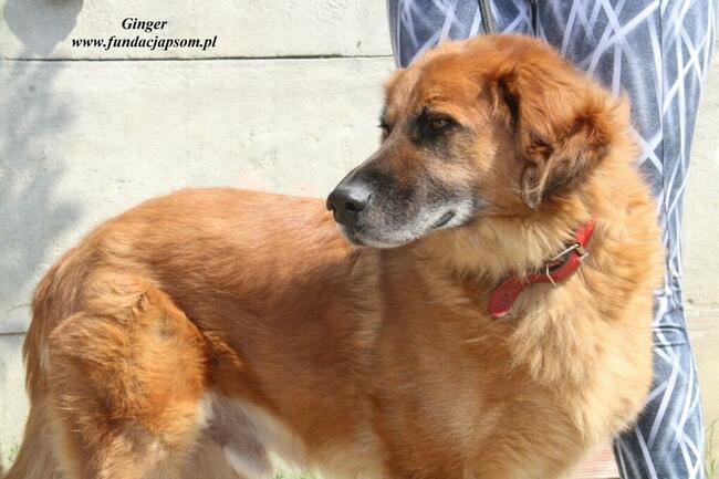 Ginger - miodowy pies